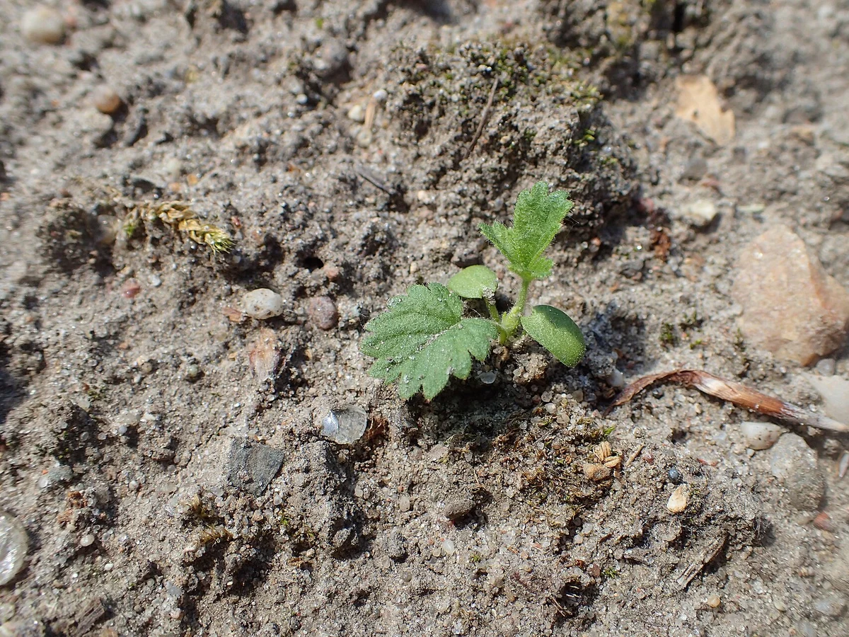 Агримония (Agrimonia eupatoria) — реална ботаническа фотография