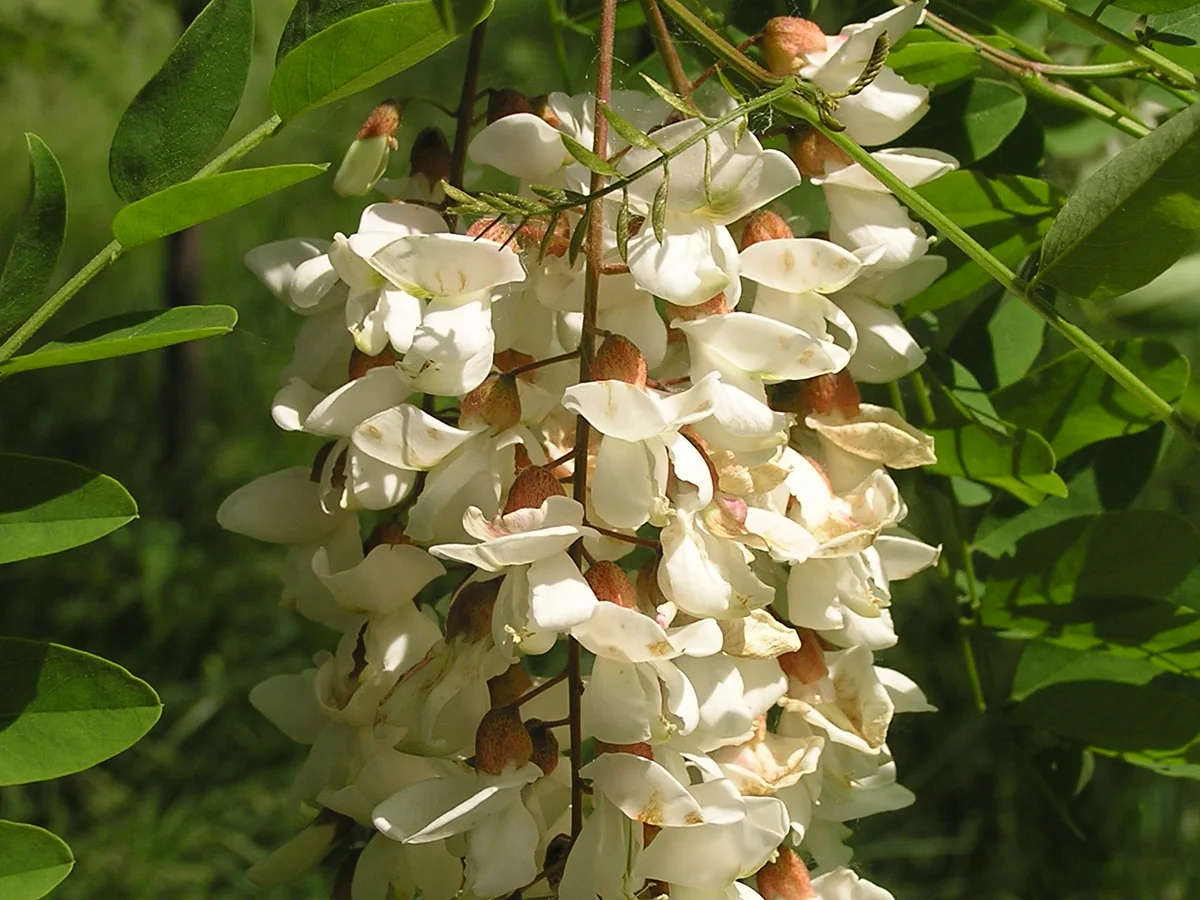 Бели цветове и перести листа на бяла акация (Robinia pseudoacacia)
