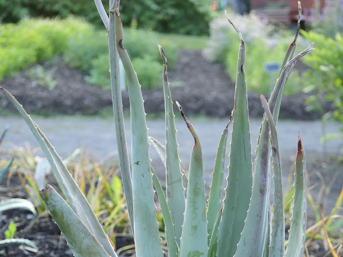 Близък изглед на алое вера (Aloe vera) с розетка от месести листа