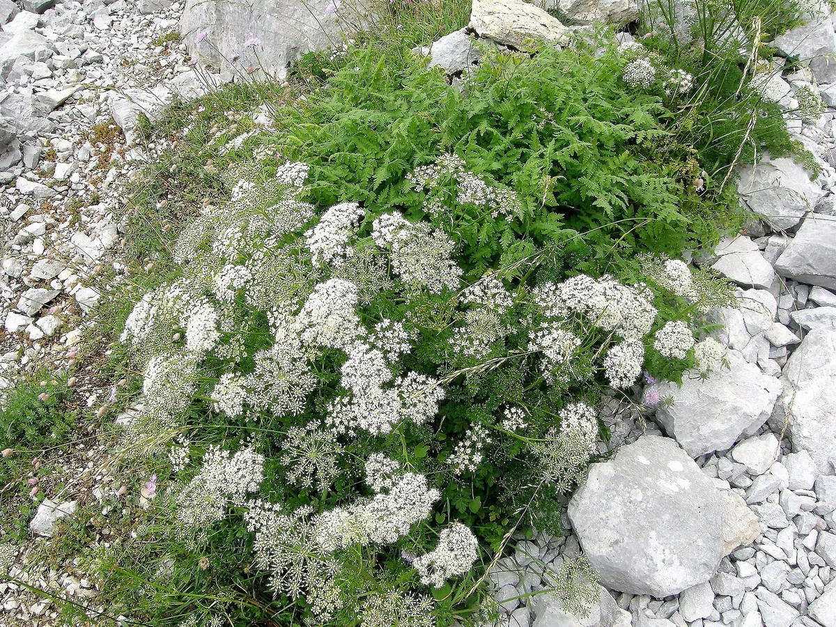 Цъфтящ анасон (Pimpinella anisum) сред скалист терен