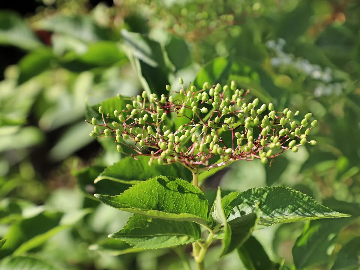Бъз (Sambucus nigra) — реална ботаническа фотография