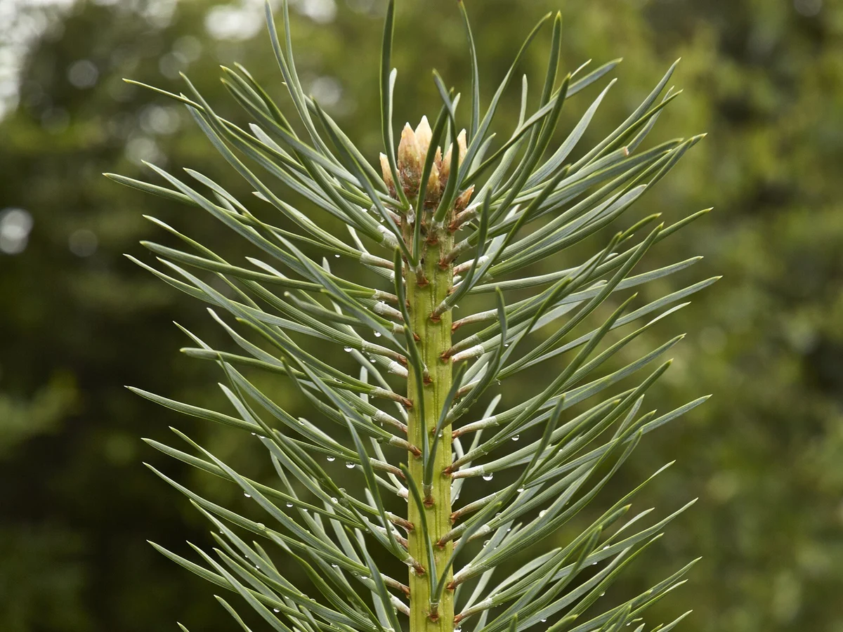 Борова игличка (Pinus sylvestris) — реална ботаническа фотография