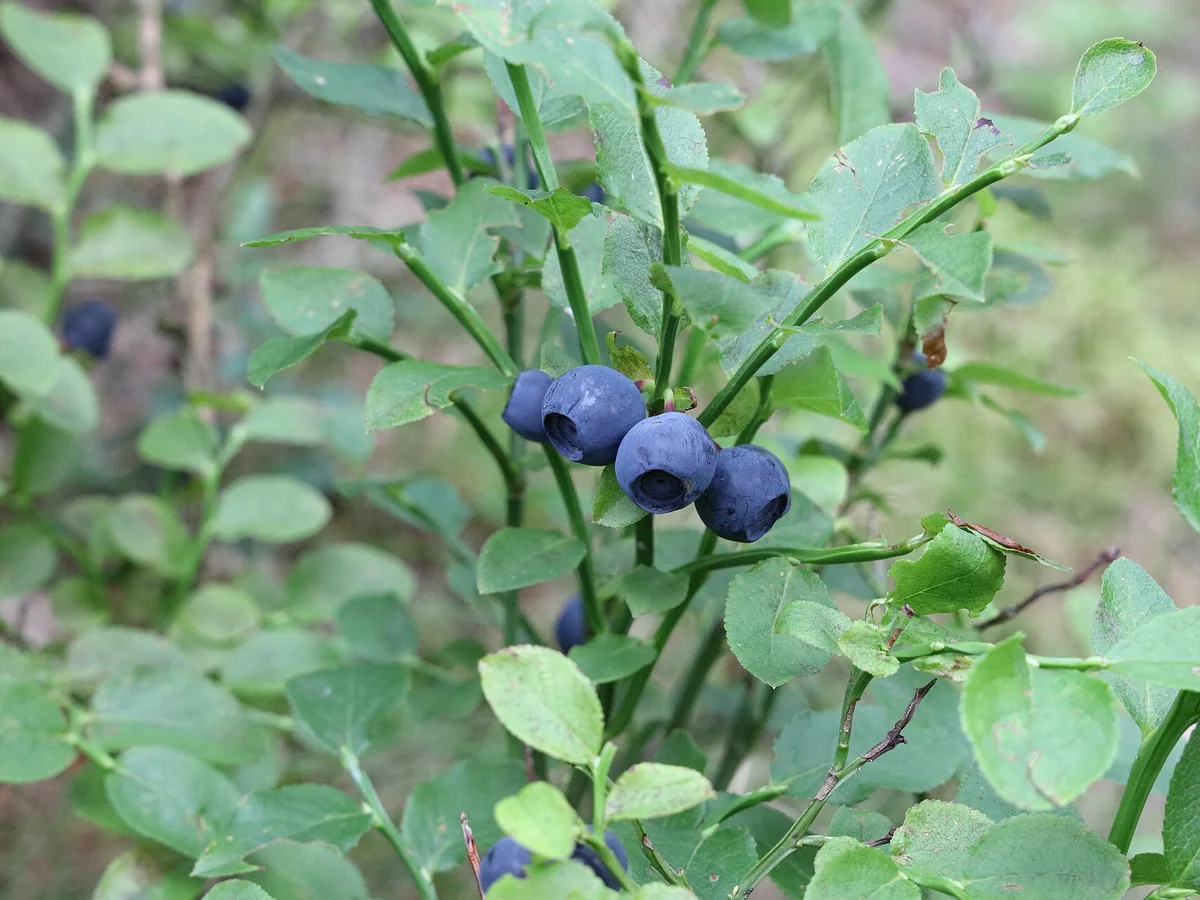 Зрели плодове и листа на черна боровинка (Vaccinium myrtillus)