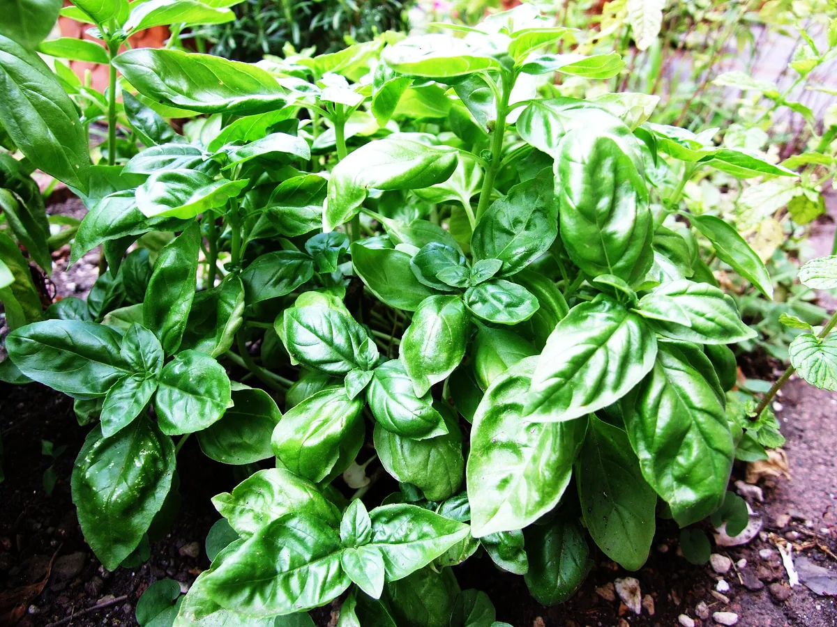 Зелено растение босилек (Ocimum basilicum)