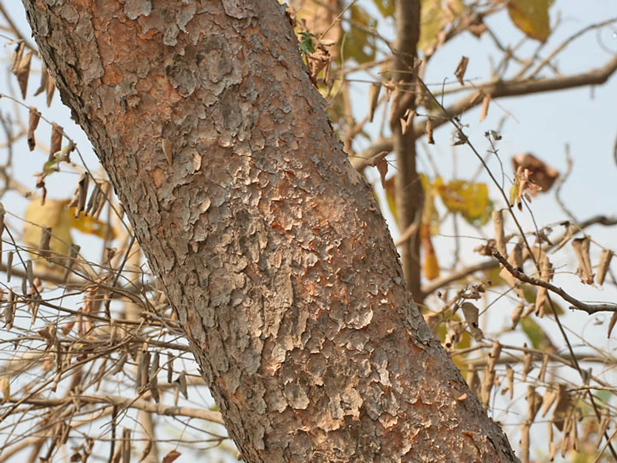 Босвелия (Boswellia serrata) — реална ботаническа фотография