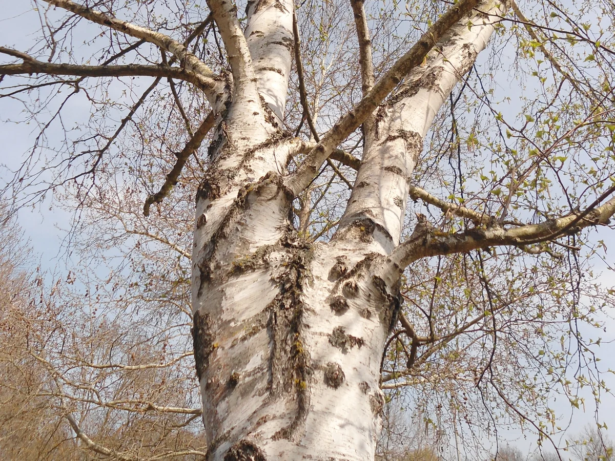 Бреза лист (Betula pendula) — реална ботаническа фотография