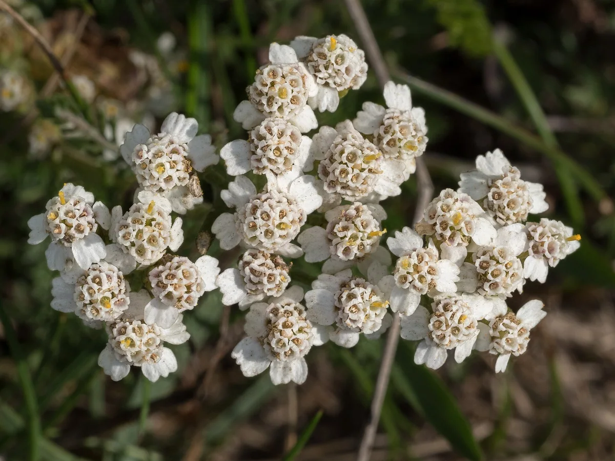 Бели съцветия на бял равнец (Achillea millefolium)