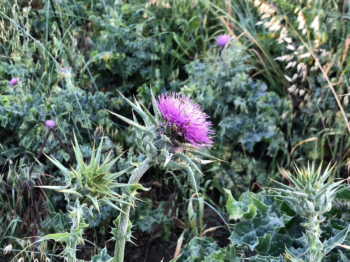 Цвят и бодливи листа на бял трън (Silybum marianum)