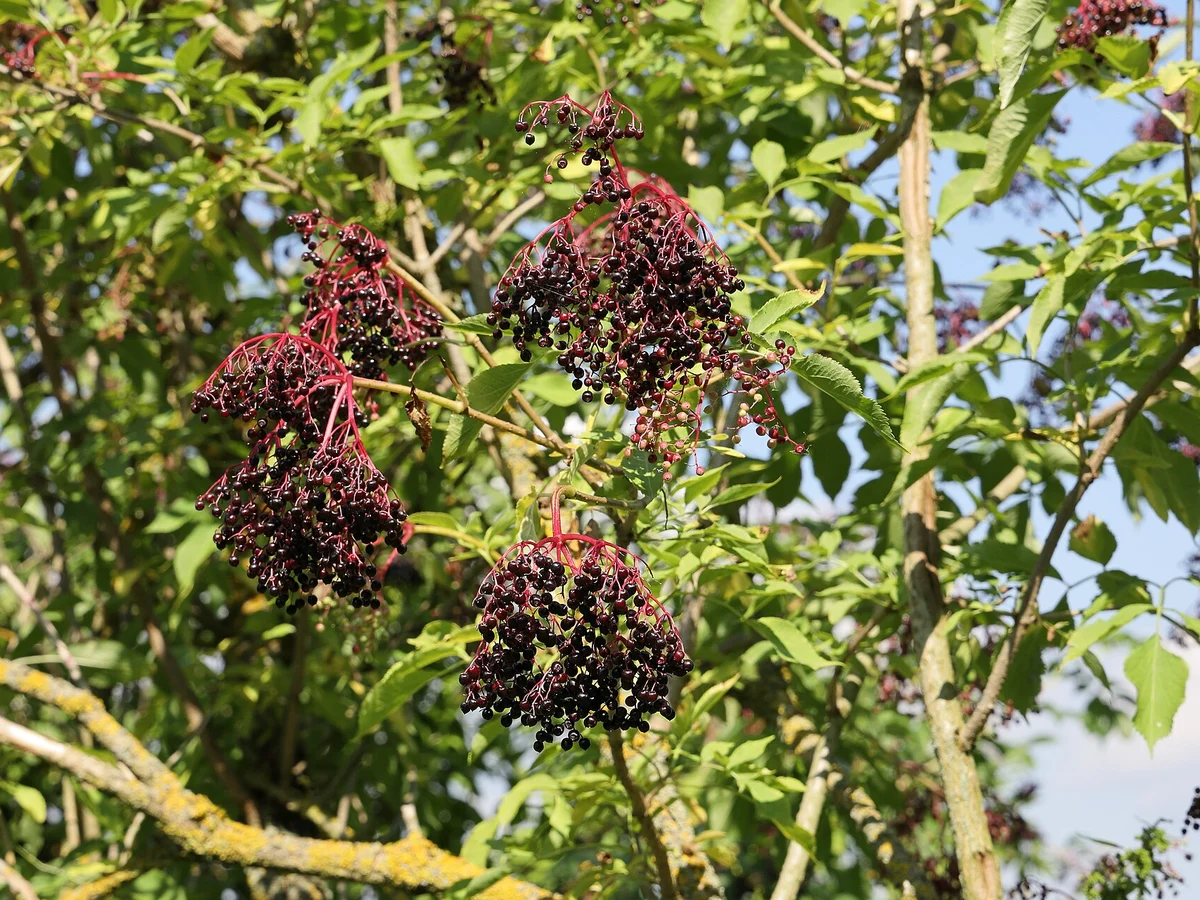 Черен бъз (Sambucus nigra) — реална ботаническа фотография