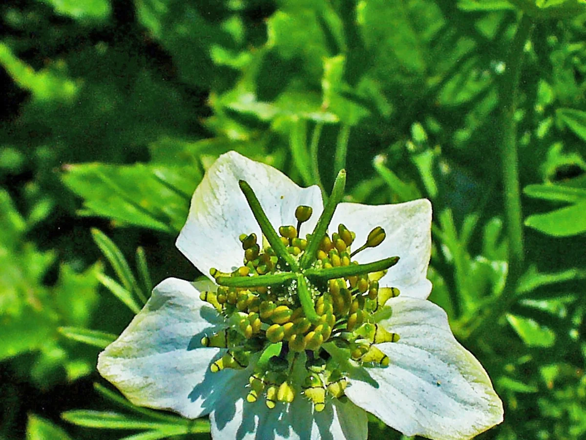 Цвят и фино нарязани листа на черен кимион (Nigella sativa)