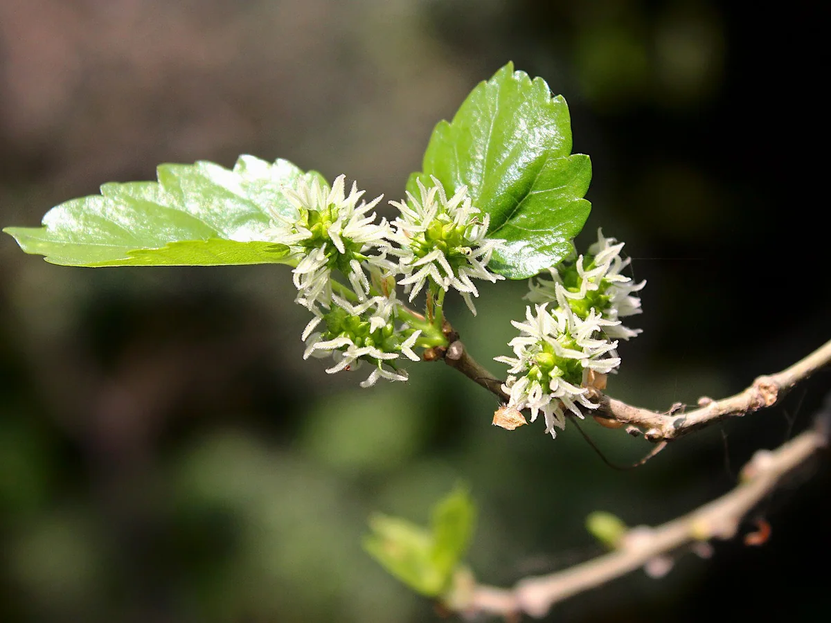 Листа и цветове на бяла черница (Morus alba)