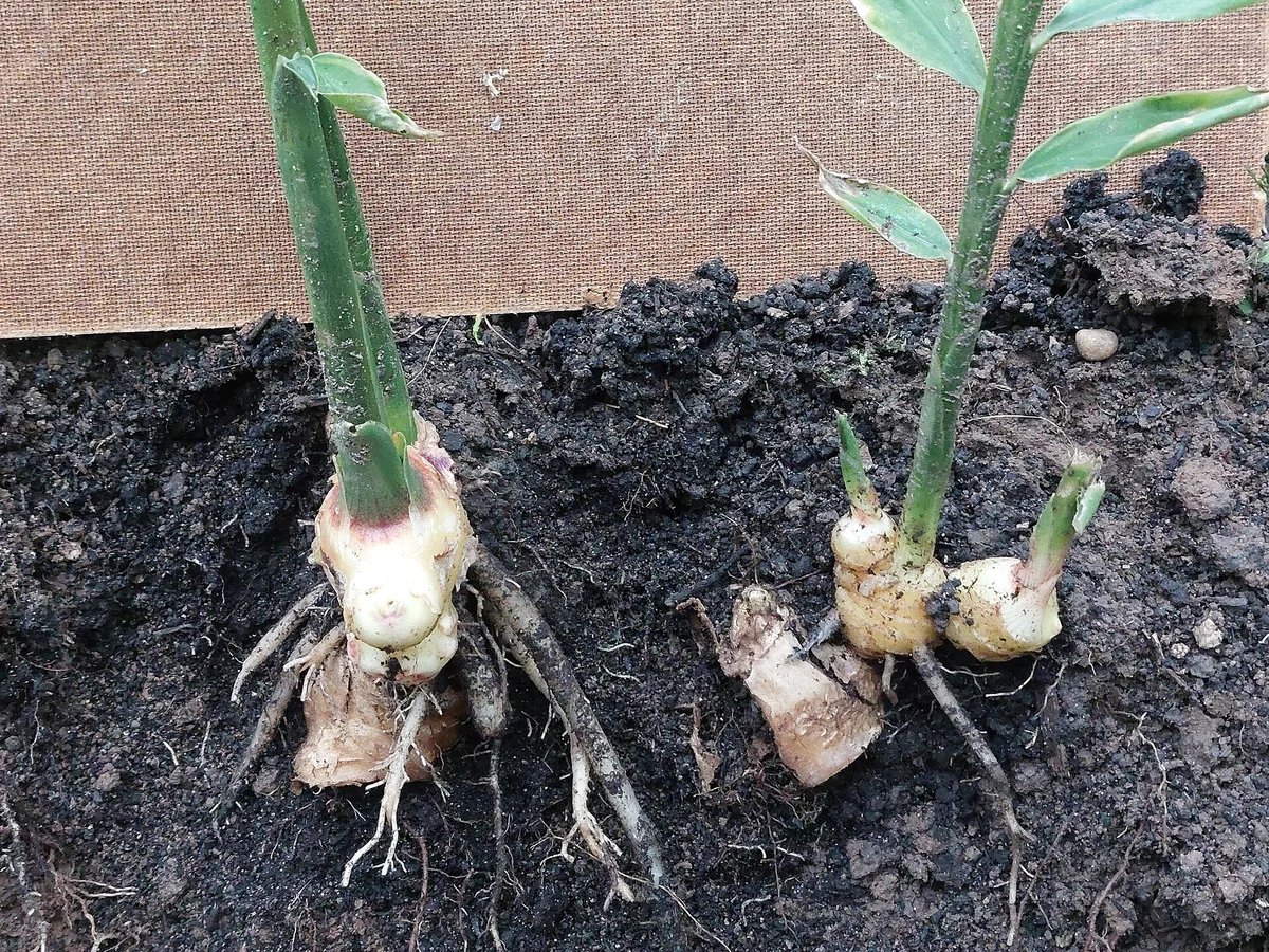 Джинджифил (Zingiber officinale) — реална ботаническа фотография
