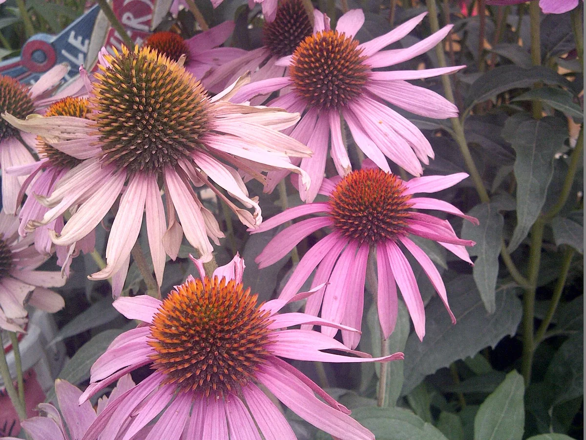 Пурпурен цвят на ехинацея (Echinacea purpurea)