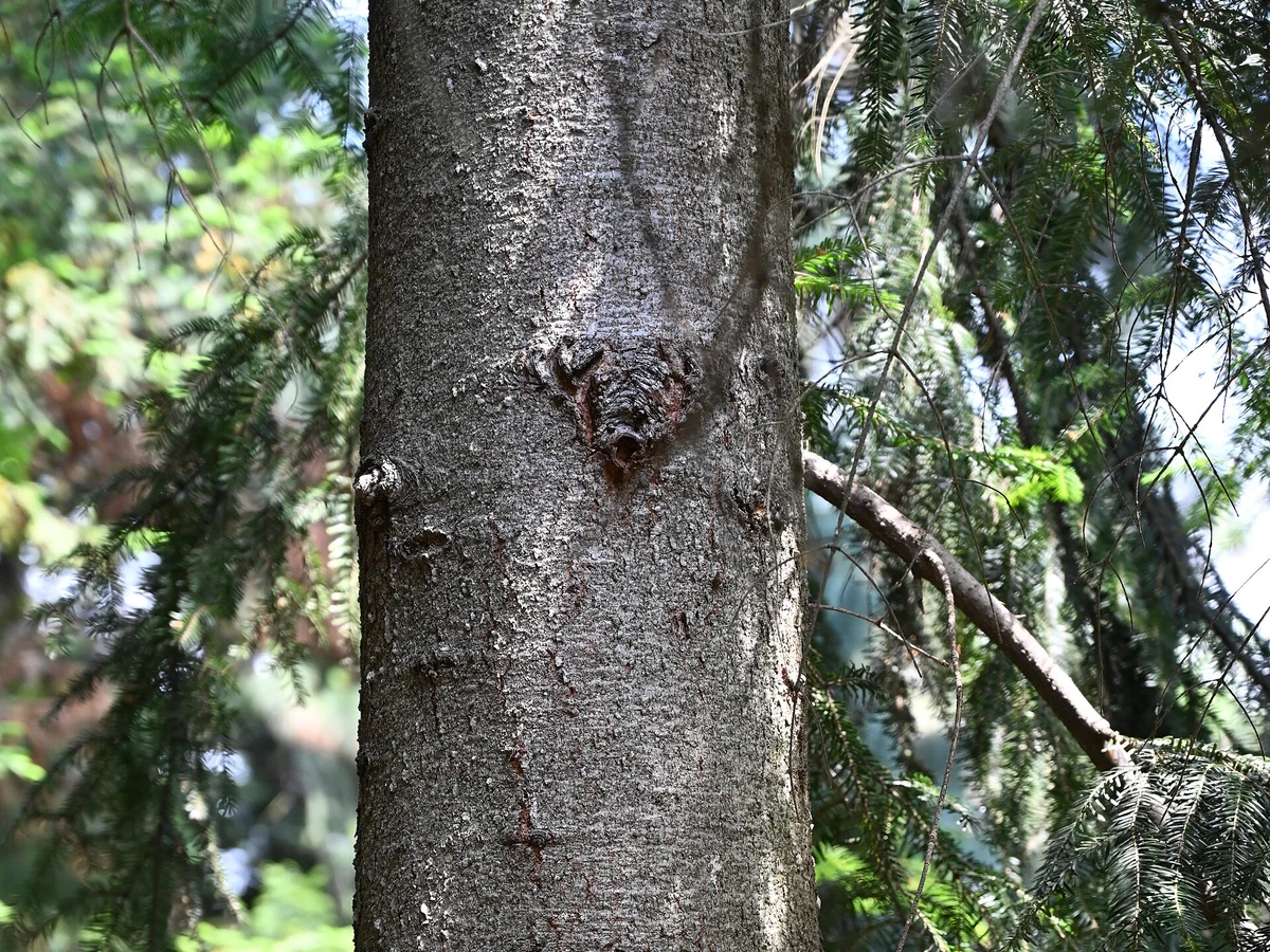 Елхови връхчета (Abies alba) — реална ботаническа фотография