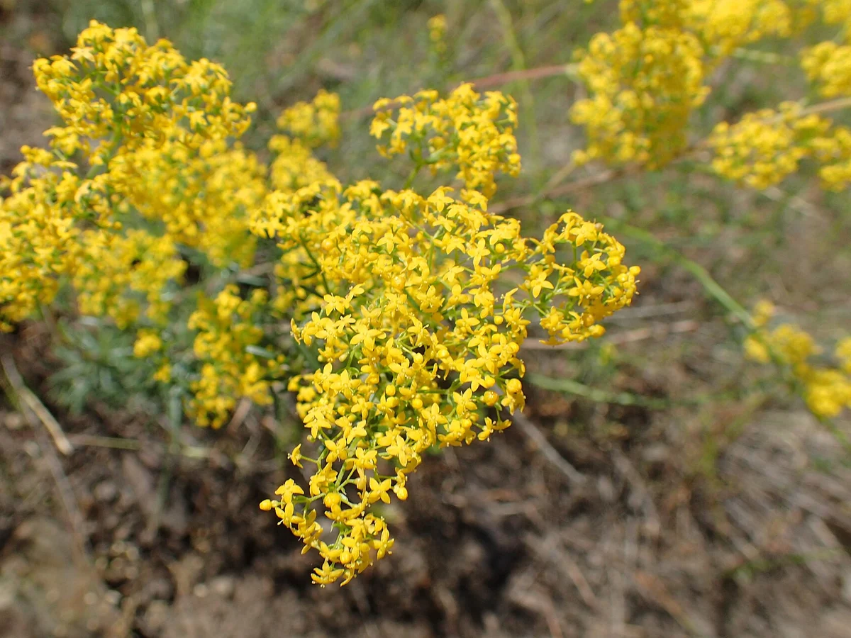 Еньовче (Galium verum) — реална ботаническа фотография