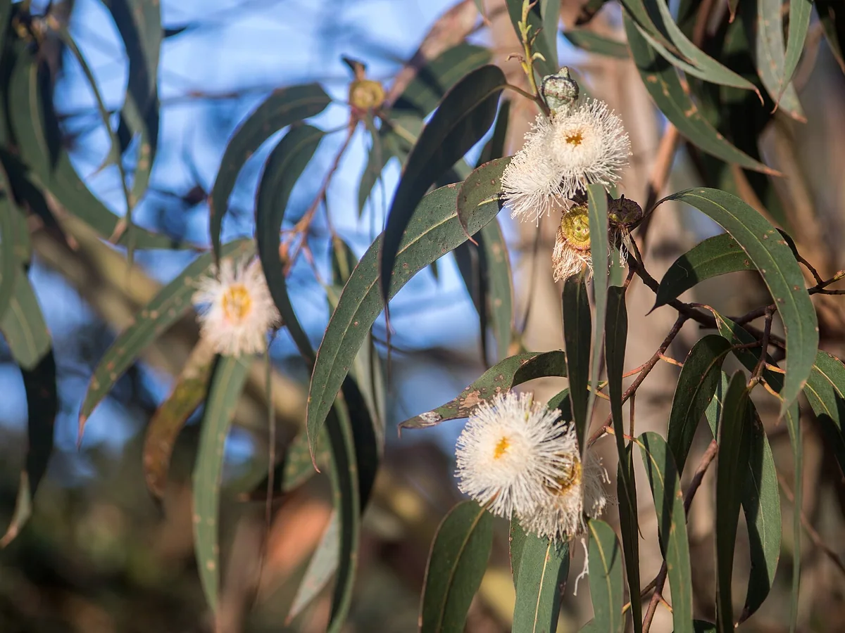 Цветни пъпки и листа на евкалипт (Eucalyptus globulus)