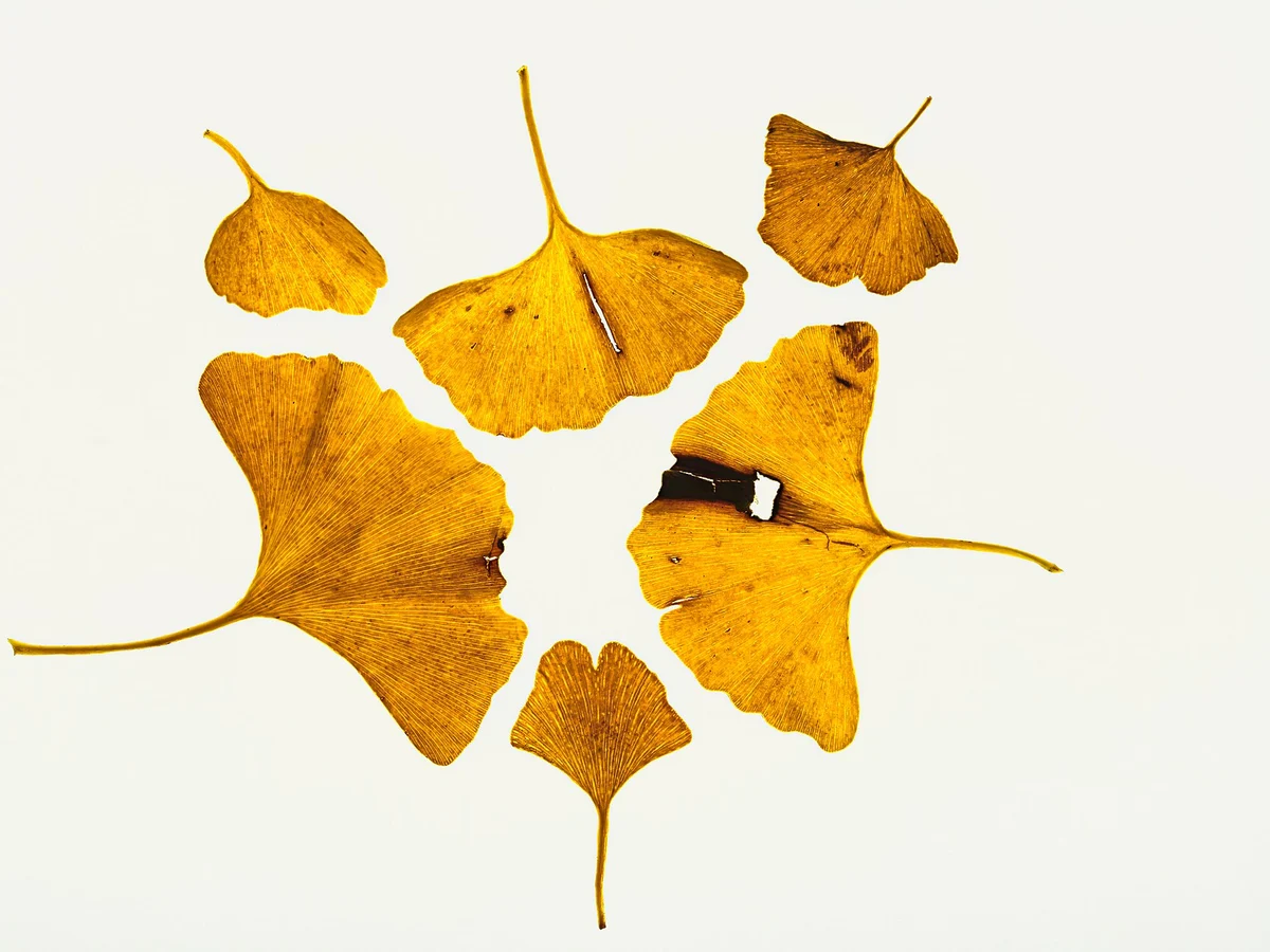 Гинко билоба (Ginkgo biloba) — реална ботаническа фотография