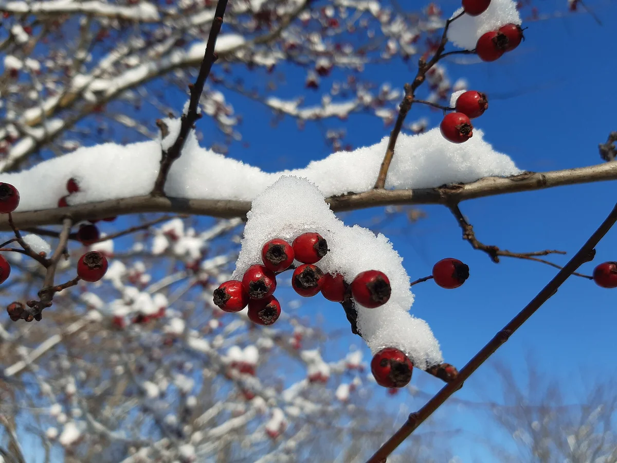 Глог (Crataegus monogyna) — характерни ботанически белези