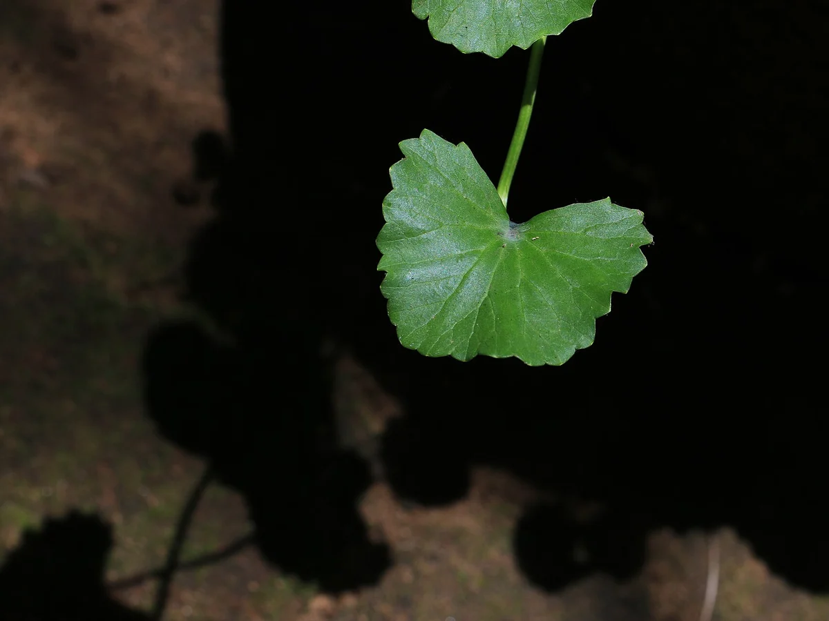 Готу кола (Centella asiatica) — реална ботаническа фотография