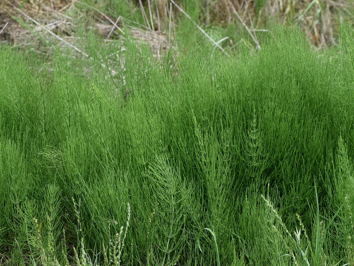 Хвощ (Equisetum arvense) — характерни ботанически белези