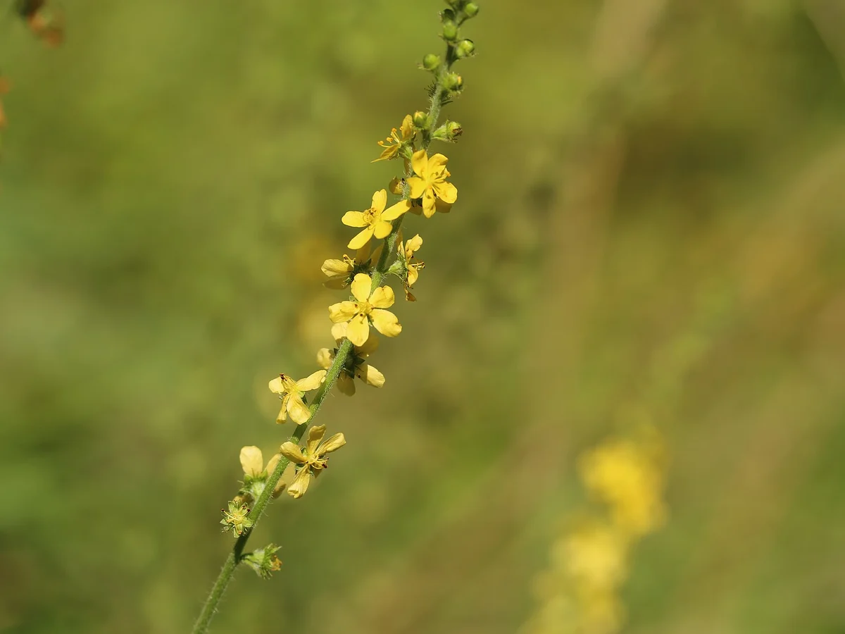 Камшик (Agrimonia eupatoria) — реална ботаническа фотография