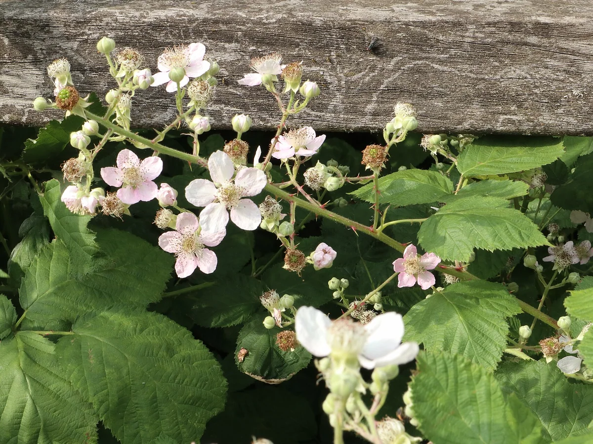 Къпина лист (Rubus fruticosus) — характерни ботанически белези