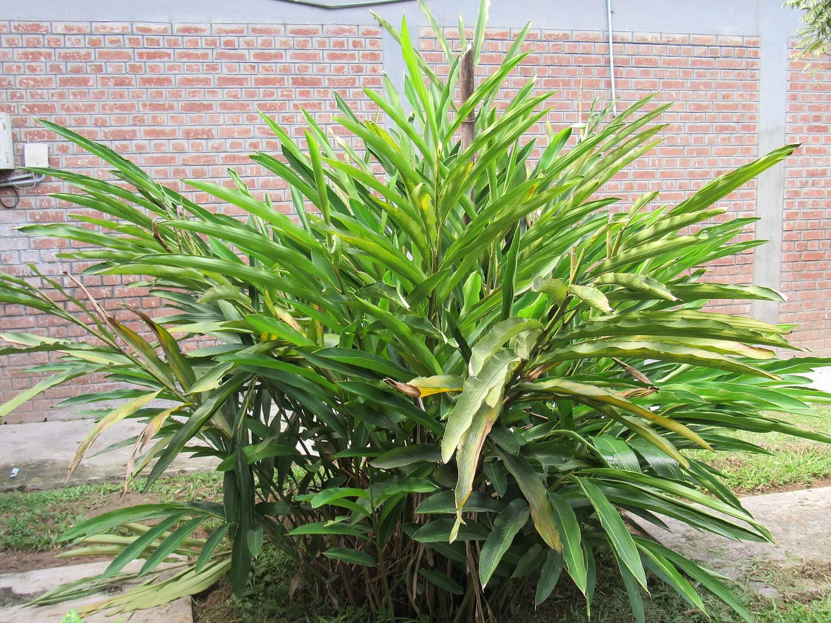 Кардамон (Elettaria cardamomum) — реална ботаническа фотография