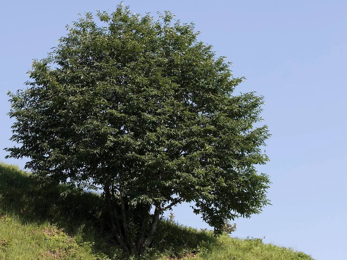 Кестен (Castanea sativa) — реална ботаническа фотография