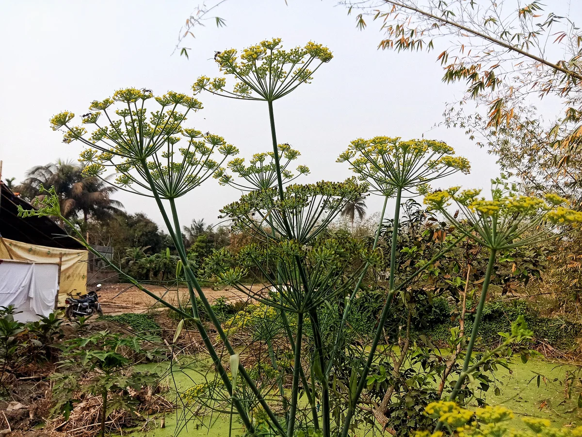 Копър (Anethum graveolens) — характерни ботанически белези