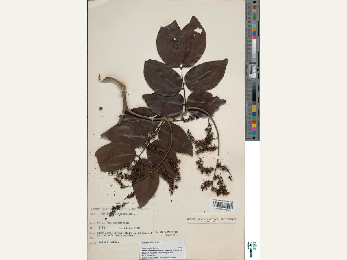Копайба (Copaifera officinalis) — хербариен образец BR0000029485864, Meise Botanic Garden