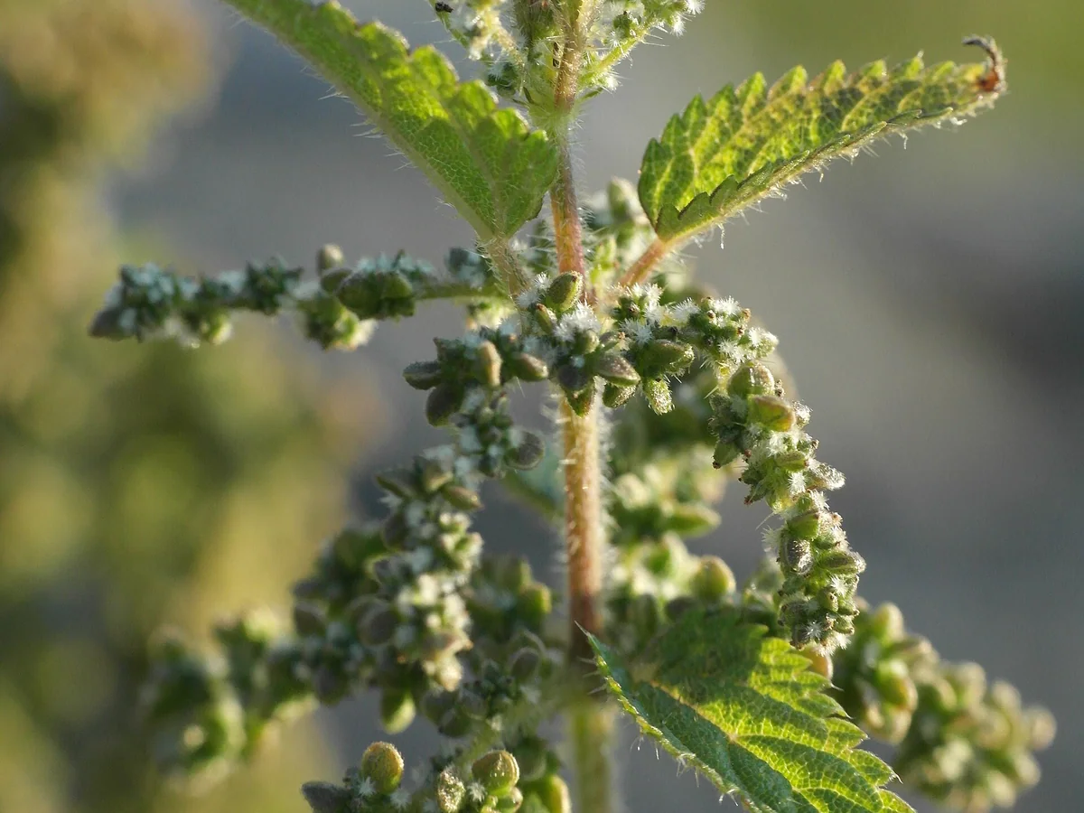 Листа и стъбла на коприва (Urtica dioica)