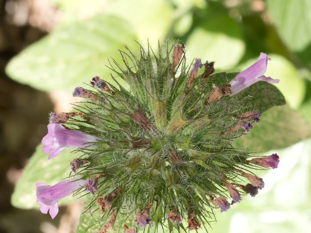 Котешка стъпка (Clinopodium vulgare) — характерни ботанически белези