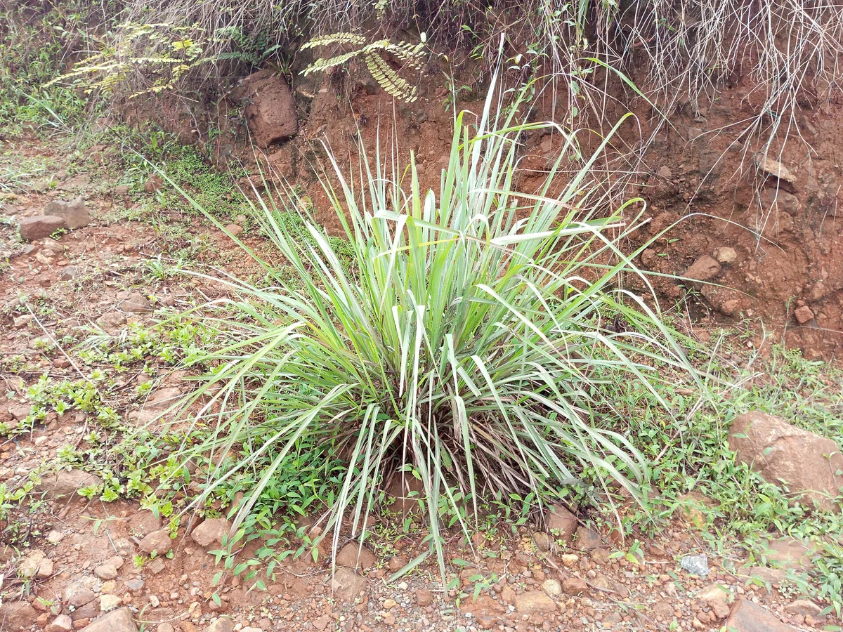 Лимонова трева (Cymbopogon citratus) — реална ботаническа фотография