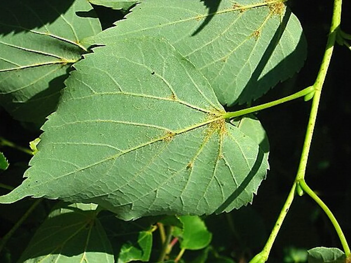Липа (Tilia cordata) — характерни ботанически белези