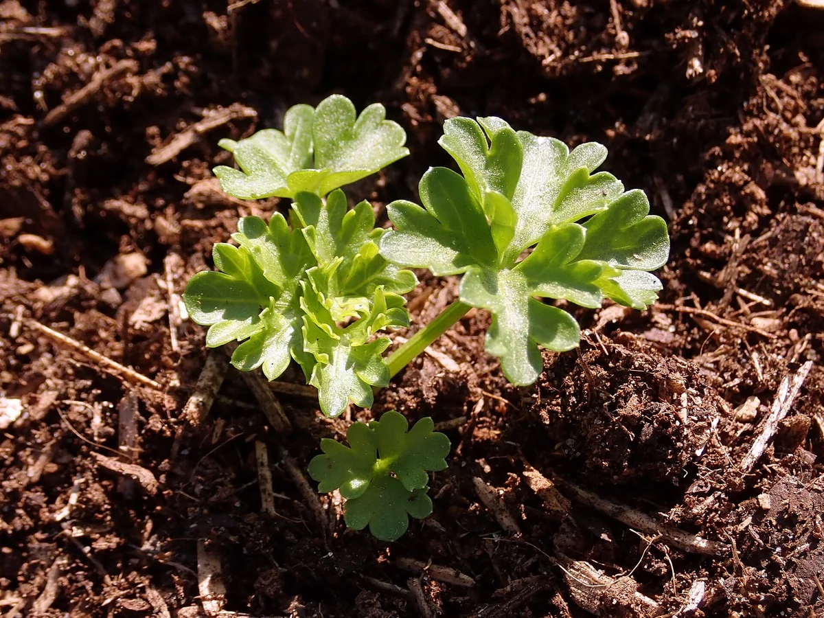 Магданоз (Petroselinum crispum) — характерни ботанически белези