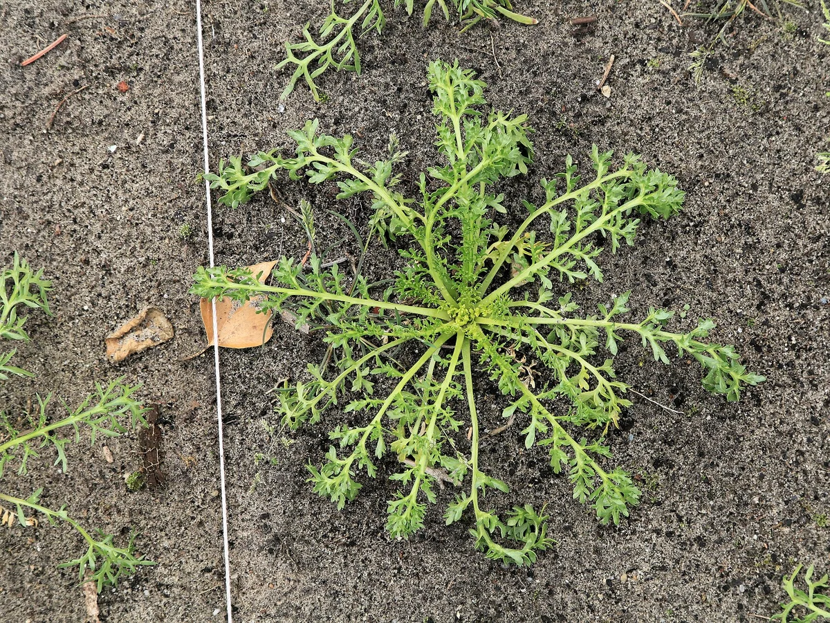Мака (Lepidium meyenii) — реална ботаническа фотография