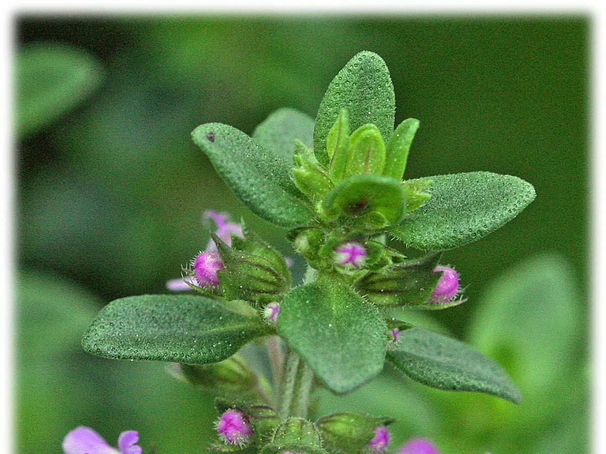 Цъфтяща мащерка (Thymus vulgaris)