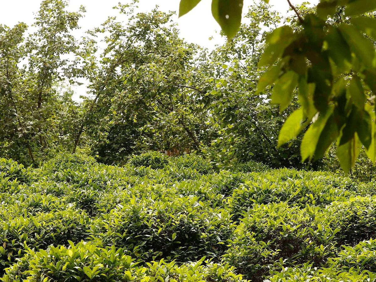 Матча (Camellia sinensis) — реална ботаническа фотография