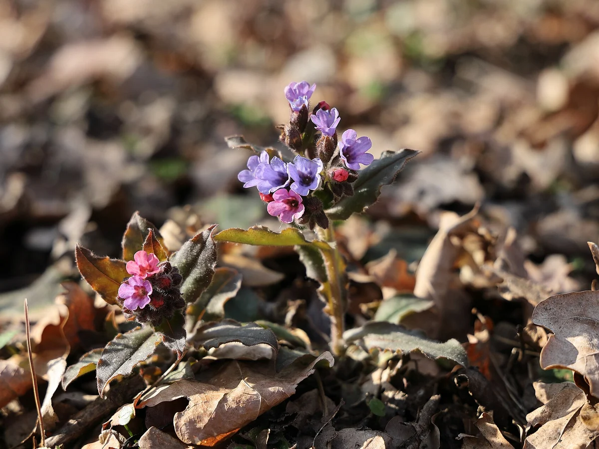 Медуница (Pulmonaria officinalis) — реална ботаническа фотография