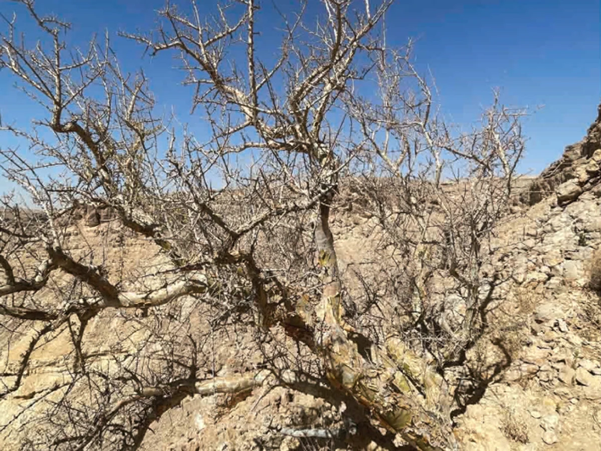 Мира (Commiphora myrrha) — фотография на живо дърво в Оман