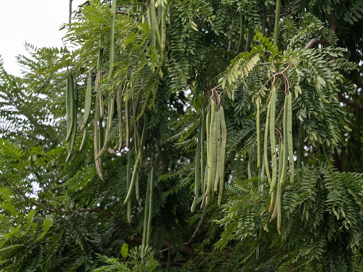 Моринга (Moringa oleifera) — реална ботаническа фотография