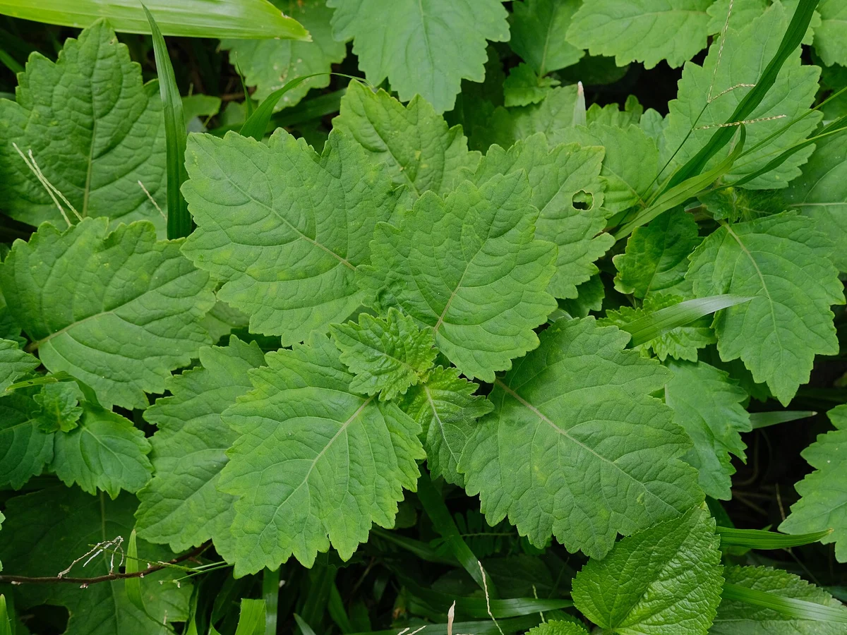Пачули (Pogostemon cablin) — реална ботаническа фотография