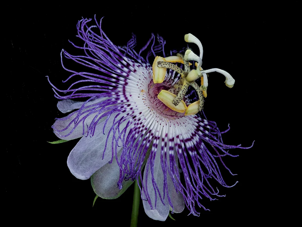 Пасифлора (Passiflora incarnata) — характерни ботанически белези