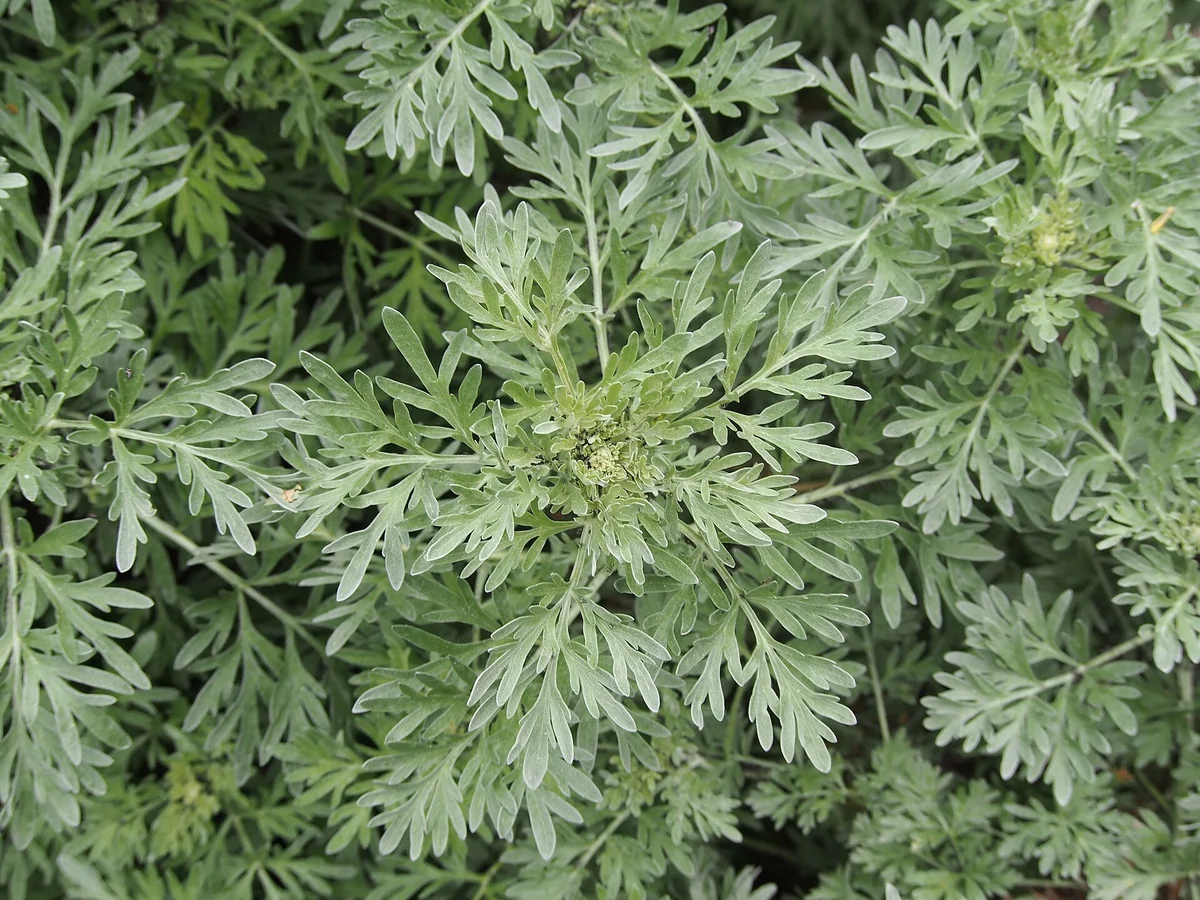 Пелин (Artemisia absinthium) — характерни ботанически белези