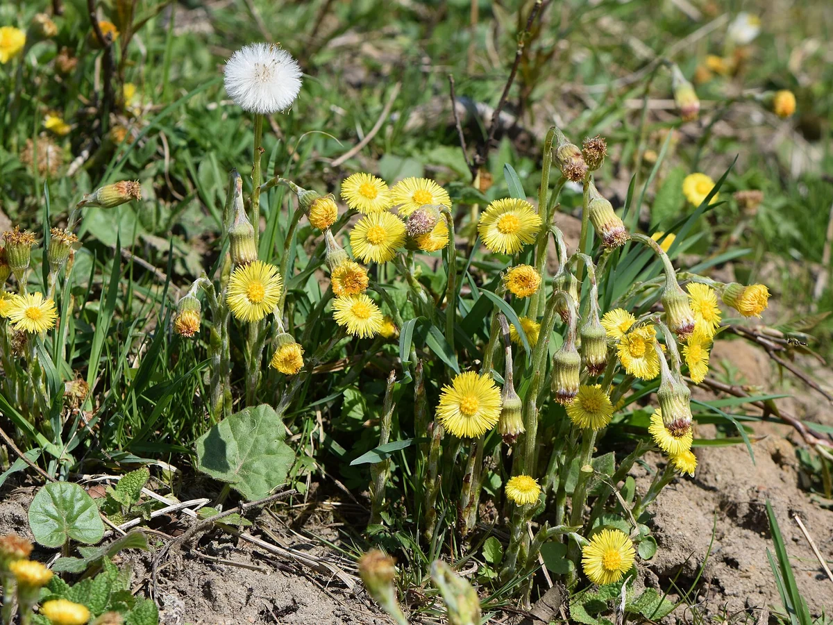 Подбел (Tussilago farfara) — характерни ботанически белези