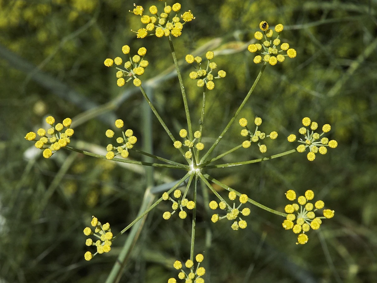 Резене (Foeniculum vulgare) — характерни ботанически белези