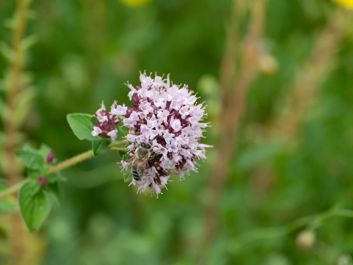 Риган (Origanum vulgare) — характерни ботанически белези