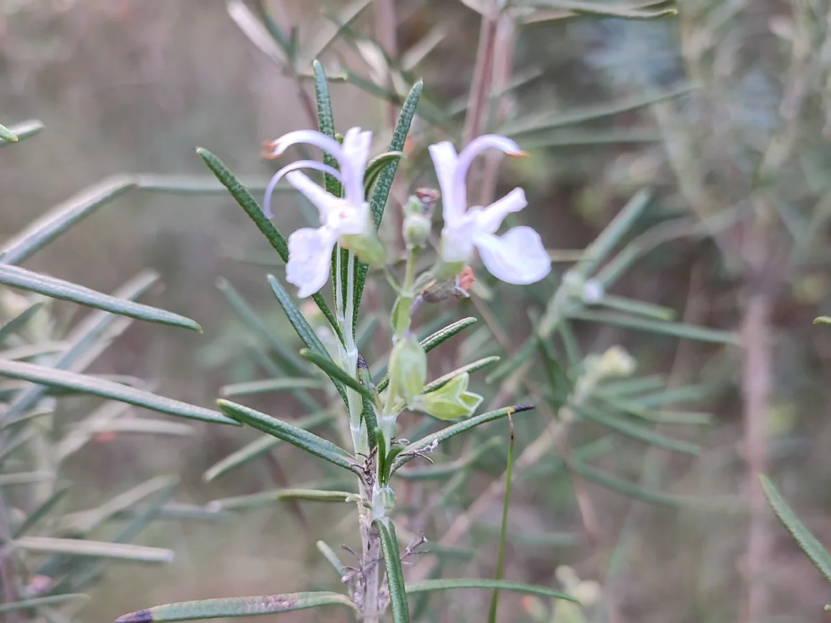 Цъфтящ розмарин (Salvia rosmarinus; синоним Rosmarinus officinalis)