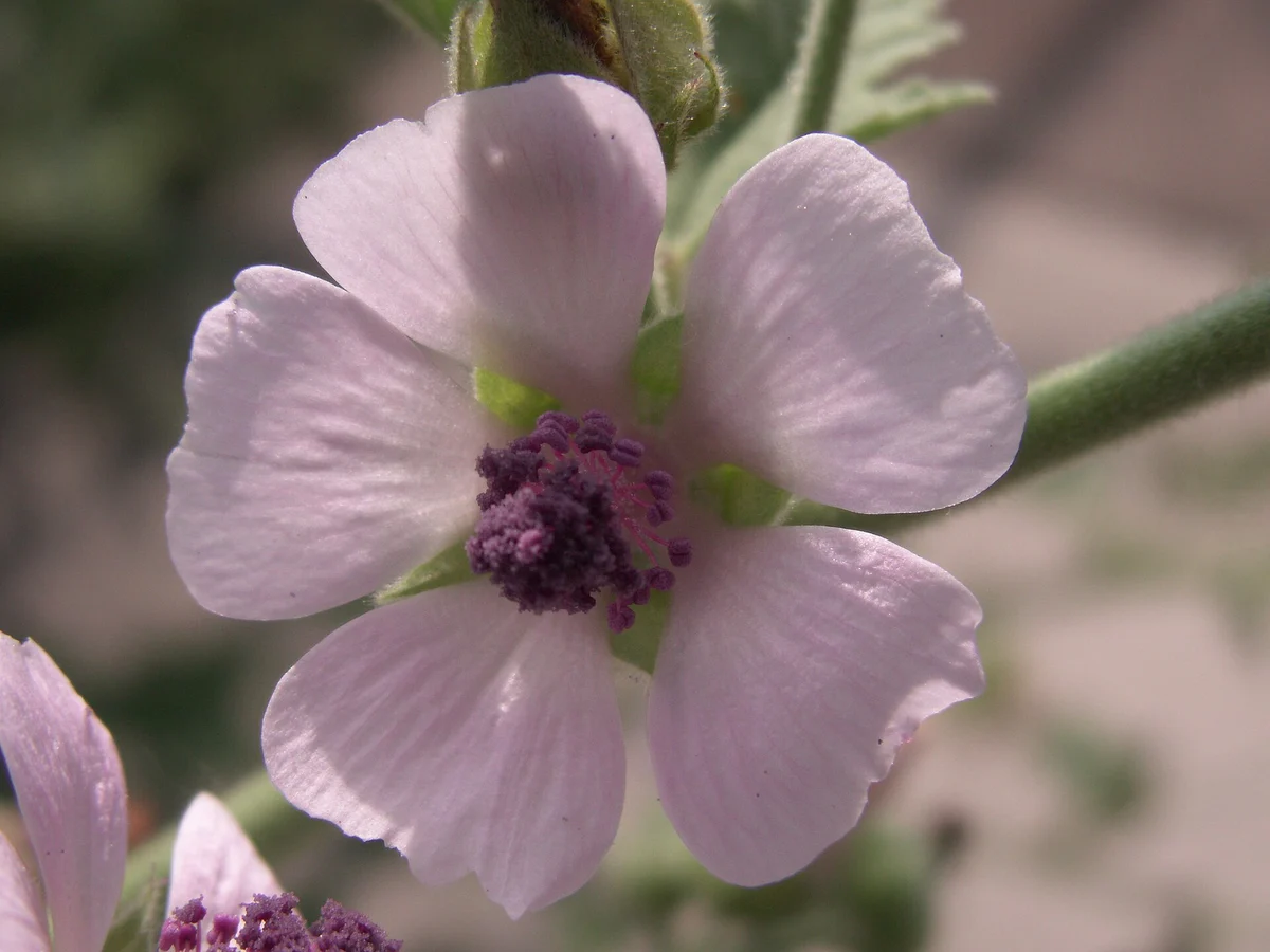 Ружа (Althaea officinalis) — реална ботаническа фотография