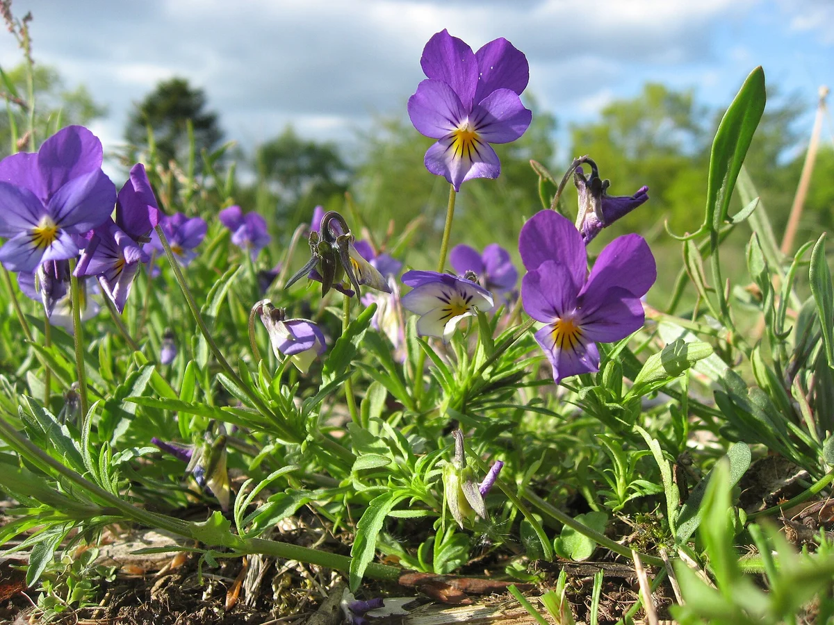 Трицветна теменуга (Viola tricolor) — реална ботаническа фотография
